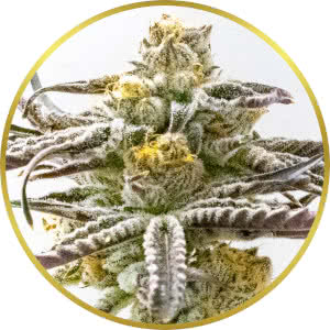 Purple Punch Feminized Seeds for sale from Homegrown