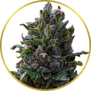 Purple Punch Feminized Seeds for sale from ILGM