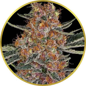 Purple Punch Feminized Seeds for sale from Seedsman by Barney's Farm