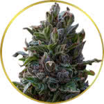 Purple Punch Feminized Seeds for sale USA