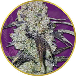 Runtz Autoflower Feminized Seeds for sale from Crop King