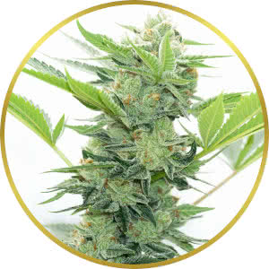 Runtz Autoflower Feminized Seeds for sale from Homegrown