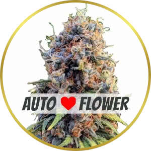 Runtz Autoflower Feminized Seeds for sale from ILGM