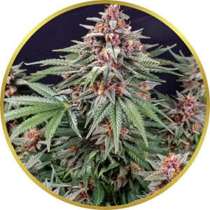 Runtz Autoflower Feminized Seeds for sale from Seedsman by Barney's Farm