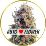 Runtz Autoflower Seeds for sale USA