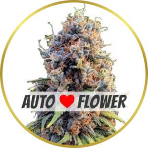 Runtz Autoflower marijuana strain