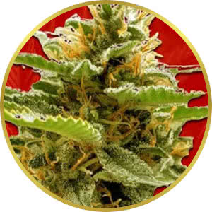 Runtz Feminized Seeds for sale from Crop King
