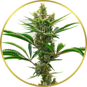 Runtz Feminized Seeds for sale from Homegrown