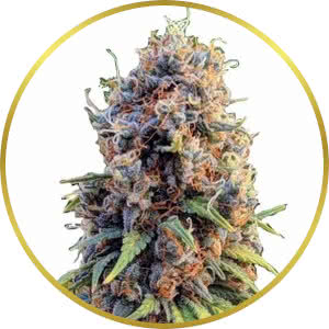 Runtz Feminized Seeds for sale from ILGM