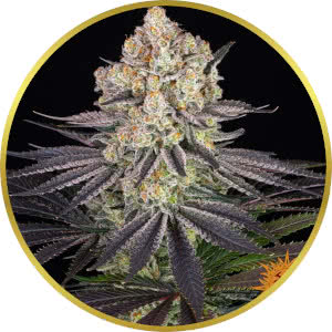 Runtz Feminized Seeds for sale from Seedsman by Barney's Farm