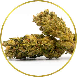 Runtz Feminized Seeds for sale from SeedSupreme