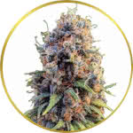 Runtz Feminized Seeds for sale USA