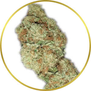 Sour Diesel Autoflower strain bud closeup