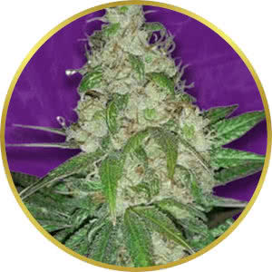 Sour Diesel Autoflower Feminized Seeds for sale from Crop King