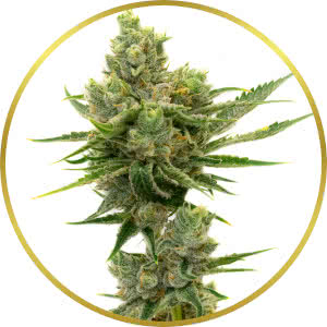 Sour Diesel Autoflower Feminized Seeds for sale from Homegrown