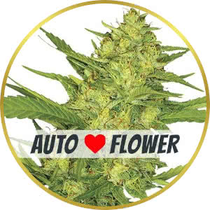 Sour Diesel Autoflower Feminized Seeds for sale from ILGM