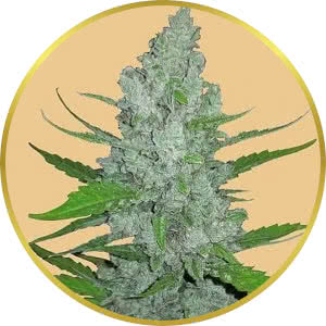 Sour Diesel Autoflower Feminized Seeds for sale from Seedsman by Fast Buds