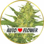 Sour Diesel Autoflower Seeds for sale USA
