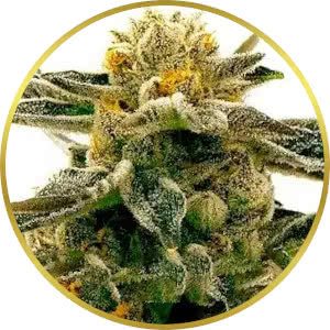 Sunset Sherbet Feminized Seeds for sale from Blimburn