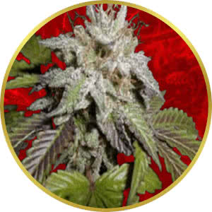Sunset Sherbet Feminized Seeds for sale from Crop King