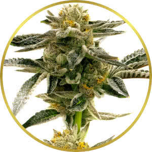 Sunset Sherbet Feminized Seeds for sale from Homegrown