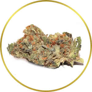 Sunset Sherbet Feminized Seeds for sale from SeedSupreme