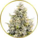 Sunset Sherbet Feminized Seeds for sale USA