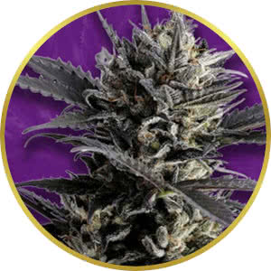 Super Lemon Haze Autoflower Feminized Seeds for sale from Crop King