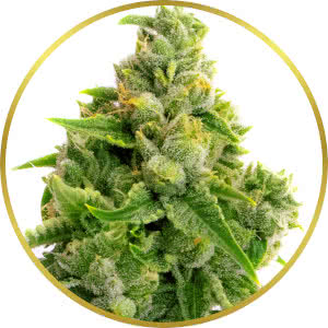 Super Lemon Haze Autoflower Feminized Seeds for sale from Homegrown