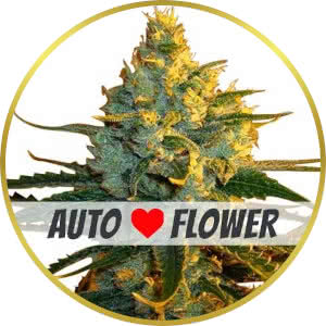 Super Lemon Haze Autoflower Feminized Seeds for sale from ILGM