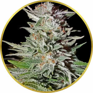 Super Lemon Haze Autoflower Feminized Seeds for sale from Seedsman by Green House Seed Co.