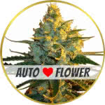 Super Lemon Haze Autoflower Seeds for sale USA