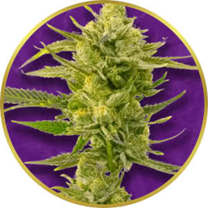 Super Skunk Autoflower Feminized Seeds for sale from Crop King