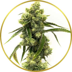 Super Skunk Autoflower Feminized Seeds for sale from Homegrown