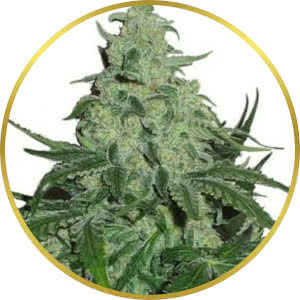 Super Skunk Autoflower Feminized Seeds for sale from Seedsman by Garden of Green