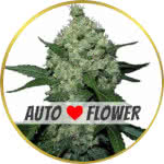 Super Skunk Autoflower Seeds for sale USA