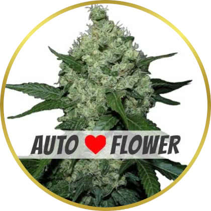 Super Skunk Autoflower marijuana strain