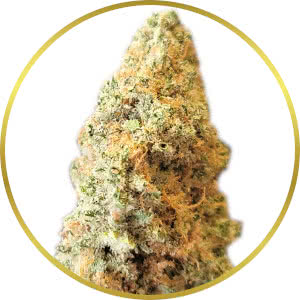 Sweet Tooth strain bud closeup