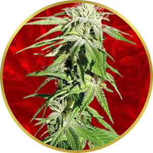 Sweet Tooth Feminized Seeds for sale from Crop King