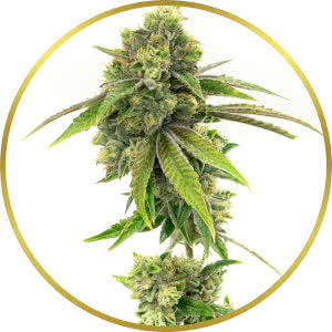 Sweet Tooth Feminized Seeds for sale from Homegrown