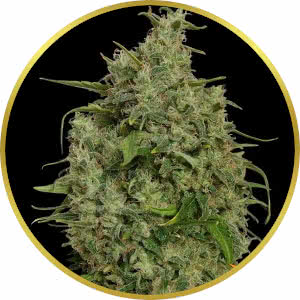 Sweet Tooth Feminized Seeds for sale from Seedsman by Barney's Farm