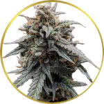 Sweet Tooth Feminized Seeds for sale USA