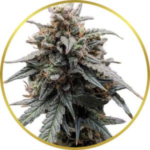 Sweet Tooth marijuana strain