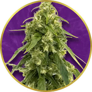 Tangie Autoflower Feminized Seeds for sale from Crop King