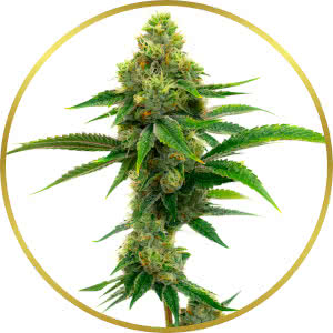 Tangie Autoflower Feminized Seeds for sale from Homegrown