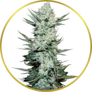 Tangie Autoflower Feminized Seeds for sale from Seedsman by Fast Buds