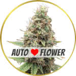 Tangie Autoflower Seeds for sale USA