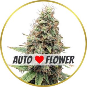 Tangie Autoflower marijuana strain
