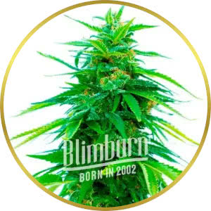 Tangie Feminized Seeds for sale from Blimburn