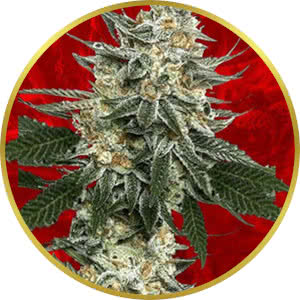 Tangie Feminized Seeds for sale from Crop King
